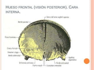 Hueso frontal (visión posterior). Cara interna.