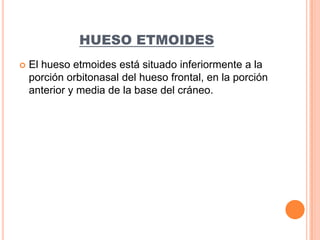 HUESO ETMOIDESEl hueso etmoides está situado inferiormente a la porción orbitonasal del hueso frontal, en la porción anterior y media de la base del cráneo.