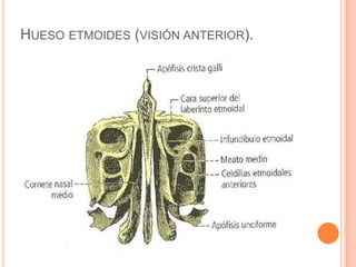 Hueso etmoides (visión anterior).