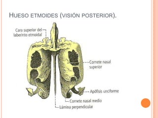 Hueso etmoides (visión posterior).