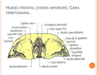 Hueso frontal (visión inferior). Cara orbitonasal.