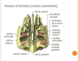 Hueso etmoides (visión superior).