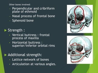 Other bones involved:
‒ Perpendicular and cribriform
plate of ethmoid
‒ Nasal process of frontal bone
‒ Sphenoid bone
 Strength :
• Vertical buttress : frontal
process of maxilla
• Horizontal buttress :
superior/inferior orbital rims
 Additional strength:
• Lattice network of bones
• Articulation at various angles.
 