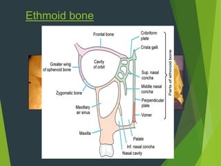 Ethmoid bone
 