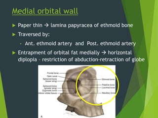 Medial orbital wall
 Paper thin  lamina papyracea of ethmoid bone
 Traversed by:
• Ant. ethmoid artery and Post. ethmoid artery
 Entrapment of orbital fat medially  horizontal
diplopia – restriction of abduction-retraction of globe
 