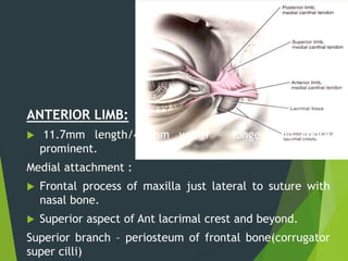 ANTERIOR LIMB:
 11.7mm length/4.9mm width – longer and more
prominent.
Medial attachment :
 Frontal process of maxilla just lateral to suture with
nasal bone.
 Superior aspect of Ant lacrimal crest and beyond.
Superior branch – periosteum of frontal bone(corrugator
super cilli)
 