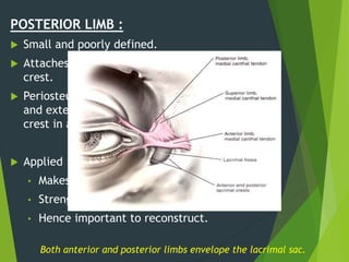 POSTERIOR LIMB :
 Small and poorly defined.
 Attaches to posterior lacrimal
crest.
 Periosteum in this region is thicker
and extends till anterior lacrimal
crest in a triangular fashion
 Applied :
• Makes post attachment strong.
• Strengthens the whole structure.
• Hence important to reconstruct.
Both anterior and posterior limbs envelope the lacrimal sac.
 