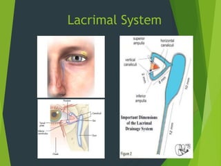 Lacrimal System
 