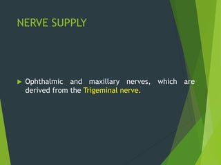 NERVE SUPPLY
 Ophthalmic and maxillary nerves, which are
derived from the Trigeminal nerve.
 