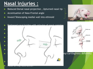 Nasal injuries :
 Reduced Dorsal nasal projection , Upturned nasal tip
 Accentuation of Naso-Frontal angle PIG SNOUT
 Inward Telescoping medial wall into ethmoid
 Flattened nasal bridge with splaying of nasal complex
 Saddle shaped deformity of nose from side
 Epistaxis
 Tenderness ,crepitus and mobility of nasal complex
 Reduced nasal projection and height
 Septal deviation or dislocation
 Anosmia caused by damage to the cribiform plate
 Nasal congestion secondary to septal hematoma or bony/cartilaginous deformity
 Nasolacrimal duct obstruction/severage  epiphora
 Nasal airway obstruction
 