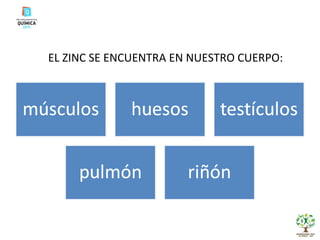 EL ZINC SE ENCUENTRA EN NUESTRO CUERPO: 