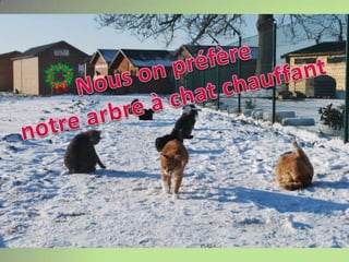 Nous on préfère notre arbre à chat chauffant