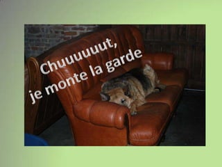 Chuuuuuut,je monte la garde