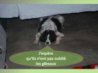 J’espère qu’ils n’ont pas oublié les gâteaux