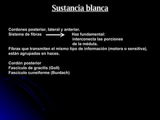 Sustancia blanca Cordones posterior, lateral y anterior.  Sistema de fibras  Haz fundamental:  interconecta las porciones de la médula.  Fibras que transmiten el mismo tipo de información (motora o sensitiva), están agrupadas en haces. Cordón posterior Fascículo de gracilis (Goll) Fascículo cuneiforme (Burdach)  