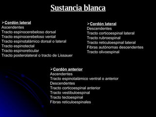 Cordón lateral Ascendentes Tracto espinocerebeloso dorsal Tracto espinocerebeloso vental  Tracto espinotalámico dorsal o lateral Tracto espinotectal Tracto espinoreticular Tracto posterolateral o tracto de Lissauer Sustancia blanca Cordón lateral Descendentes Tracto corticoespinal lateral Tracto rubroespinal Tracto reticuloespinal lateral Fibras autónomas descendentes Tracto olivoespinal Cordón anterior Ascendentes Tracto espinotalámico ventral o anterior Descendentes Tracto corticoespinal anterior Tracto vestibuloespinal Tracto tectoespinal Fibras reticuloespinales 