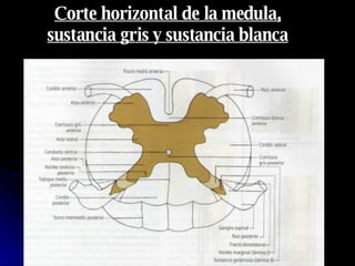 Corte horizontal de la medula, sustancia gris y sustancia blanca 