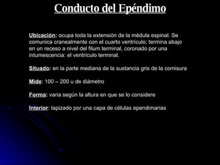 Conducto del Epéndimo Ubicación :  ocupa toda la extensión de la médula espinal. Se comunica cranealmente con el cuarto ventrículo; termina abajo en un receso a nivel del filum terminal, coronado por una intumescencia: el ventrículo terminal.  Situado :  en la parte mediana de la sustancia gris de la comisura Mide : 100 – 200 u de diámetro Forma :  varia según la altura en que se lo considere Interior : tapizado por una capa de células ependimarias 