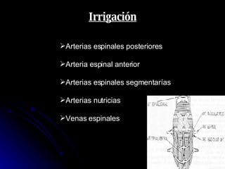 Irrigación Arterias espinales posteriores Arteria espinal anterior Arterias espinales segmentarías Arterias nutricias  Venas espinales 