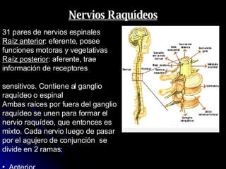Nervios Raquídeos 31 pares de nervios espinales  Raíz anterior : eferente, posee funciones motoras y vegetativas Raíz posterior : aferente, trae información de receptores  sensitivos. Contiene al ganglio raquídeo o espinal Ambas raíces por fuera del ganglio raquídeo se unen para formar el nervio raquídeo, que entonces es mixto. Cada nervio luego de pasar por el agujero de conjunción  se divide en 2 ramas:  Anterior  Posterior   