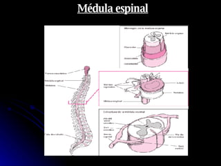 Médula espinal 