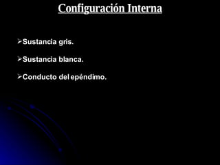 Configuración Interna Sustancia gris. Sustancia blanca. Conducto del epéndimo. 