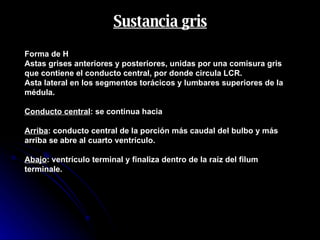 Sustancia gris Forma de H Astas grises anteriores y posteriores, unidas por una comisura gris que contiene el conducto central, por donde circula LCR. Asta lateral en los segmentos torácicos y lumbares superiores de la médula. Conducto central : se continua hacia Arriba : conducto central de la porción más caudal del bulbo y más arriba se abre al cuarto ventrículo. Abajo : ventrículo terminal y finaliza dentro de la raíz del filum terminale. 