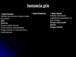 Asta Ventral   Células con función motora (moto neuronas) Alfa Gamma   Grupo medial: tronco Grupo lateral: extremidades Grupo central: a nivel cervical y lumbrosacros  Sustancia gris Asta Posterior Asta lateral Células radiculares vegetativas agrupadas en dos núcleos Grupo intermedio lateral Grupo medial 