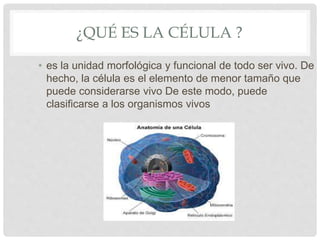 ¿QUÉ ES LA CÉLULA ?
• es la unidad morfológica y funcional de todo ser vivo. De
hecho, la célula es el elemento de menor tamaño que
puede considerarse vivo De este modo, puede
clasificarse a los organismos vivos
 