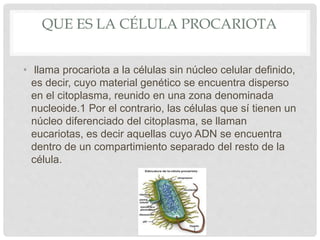 QUE ES LA CÉLULA PROCARIOTA
• llama procariota a la células sin núcleo celular definido,
es decir, cuyo material genético se encuentra disperso
en el citoplasma, reunido en una zona denominada
nucleoide.1 Por el contrario, las células que sí tienen un
núcleo diferenciado del citoplasma, se llaman
eucariotas, es decir aquellas cuyo ADN se encuentra
dentro de un compartimiento separado del resto de la
célula.
 