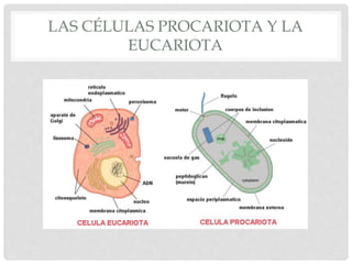 LAS CÉLULAS PROCARIOTA Y LA
EUCARIOTA
 