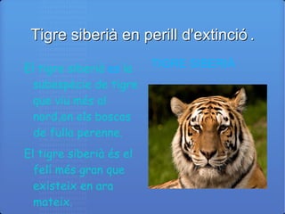 Tigre siberià en perill d'extinció. ,[object Object]