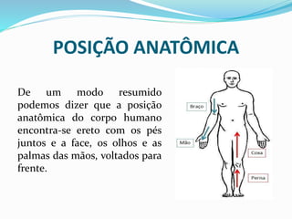 POSIÇÃO ANATÔMICA
De um modo resumido
podemos dizer que a posição
anatômica do corpo humano
encontra-se ereto com os pés
juntos e a face, os olhos e as
palmas das mãos, voltados para
frente.
 
