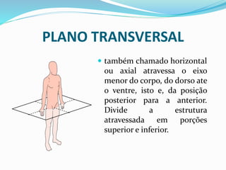 PLANO TRANSVERSAL
 também chamado horizontal
ou axial atravessa o eixo
menor do corpo, do dorso ate
o ventre, isto e, da posição
posterior para a anterior.
Divide a estrutura
atravessada em porções
superior e inferior.
 