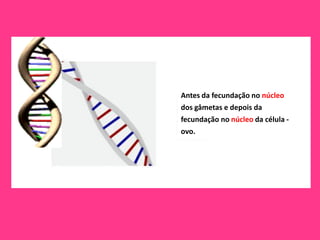 Antes da fecundação no núcleo
dos gâmetas e depois da
fecundação no núcleo da célula -
ovo.
 
