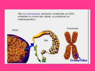 Cromatídeo
 
