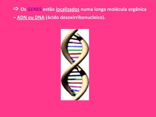  Os GENES estão localizados numa longa molécula orgânica
– ADN ou DNA (ácido desoxirribonucleico).
 
