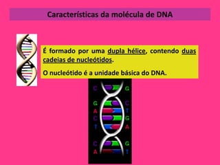 Características da molécula de DNA



É formado por uma dupla hélice, contendo duas
cadeias de nucleótidos.
O nucleótido é a unidade básica do DNA.
 