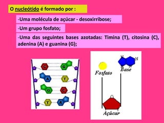 O nucleótido é formado por :
   -Uma molécula de açúcar - desoxirribose;
   -Um grupo fosfato;
   -Uma das seguintes bases azotadas: Timina (T), citosina (C),
   adenina (A) e guanina (G);
 