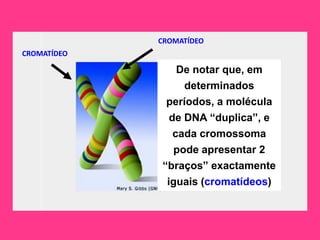 CROMATÍDEO
CROMATÍDEO

                De notar que, em
                 determinados
              períodos, a molécula
              de DNA “duplica”, e
               cada cromossoma
               pode apresentar 2
             “braços” exactamente
              iguais (cromatídeos)
 