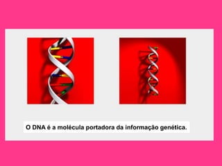 O DNA é a molécula portadora da informação genética.
 