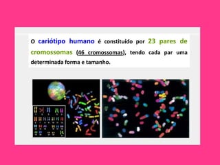 O cariótipo humano é constituído por 23 pares de
cromossomas (46 cromossomas), tendo cada par uma
determinada forma e tamanho.
 