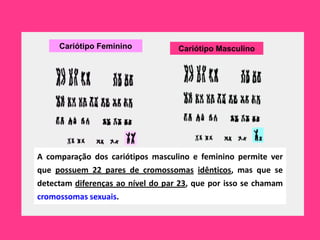 Cariótipo Feminino            Cariótipo Masculino




A comparação dos cariótipos masculino e feminino permite ver
que possuem 22 pares de cromossomas idênticos, mas que se
detectam diferenças ao nível do par 23, que por isso se chamam
cromossomas sexuais.
 