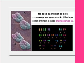X        No caso da mulher os dois
        cromossomas sexuais são idênticos
        e denominam-se por cromossomas X.




X
 