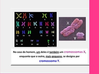 No caso do homem, um deles é também um cromossomas X,
    enquanto que o outro, mais pequeno, se designa por
                    cromossoma Y.
 