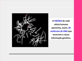 O núcleo de cada
   célula humana
 apresenta, assim, 46
moléculas de DNA que
  encerram a nossa
informação genética.
 