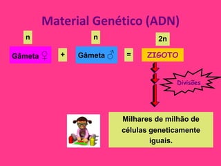 Material Genético (ADN)
   n              n                2n

Gâmeta ♀   +   Gâmeta ♂    =    ZIGOTO


                                        Divisões




                          Milhares de milhão de
                          células geneticamente
                                  iguais.
 