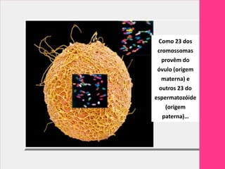 Como 23 dos
 cromossomas
   provêm do
 óvulo (origem
   materna) e
  outros 23 do
espermatozóide
    (origem
   paterna)…
 