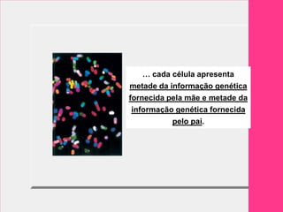 … cada célula apresenta
metade da informação genética
fornecida pela mãe e metade da
 informação genética fornecida
           pelo pai.
 