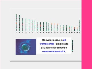 Os óvulos possuem 23
cromossomas - um de cada
 par, possuindo sempre o
  cromossoma sexual X.
 